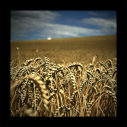 blue summer sky nature field landscape corn grain harvest rye 1000views 500x500 superaplus aplusphoto superhearts