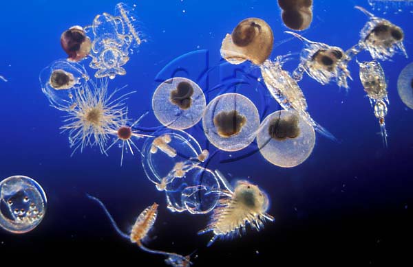 Фитопланктон зоопланктон пищевая. Дафния фитопланктон. Фитопланктон дафния плотва. Планктон. Зоопланктон.