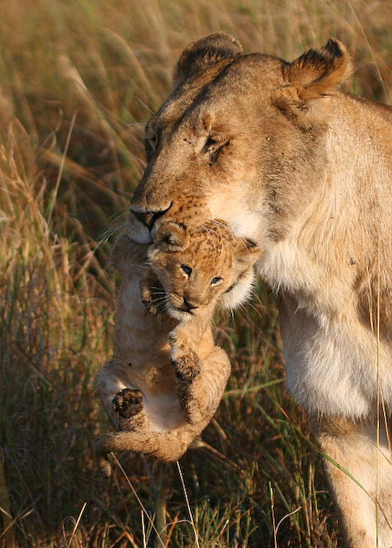 Very young cub with mum