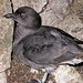 Flickr photo 'Cassin's Auklet' by: angrysunbird.