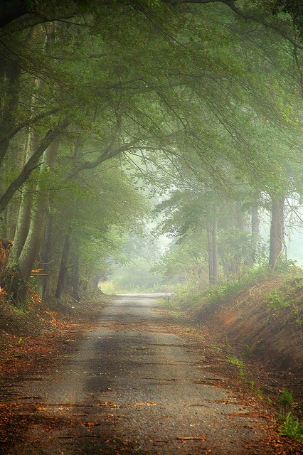 Fog on a Country Road.