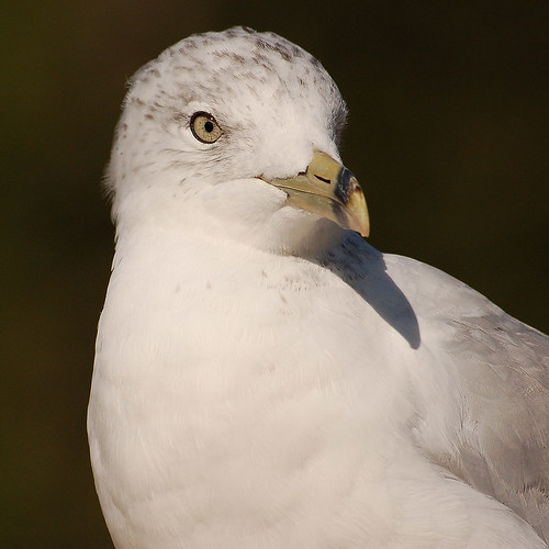 seagull alexandriabay ringbilledgull flowrbx animalkingdomelite larusdelawarenis