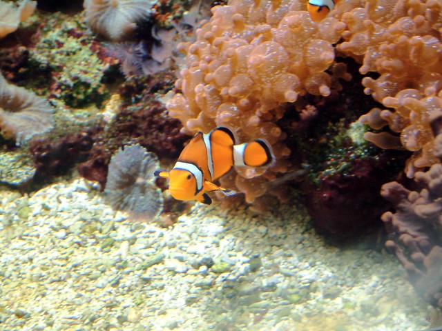 Amphiprion percula - Clownfish