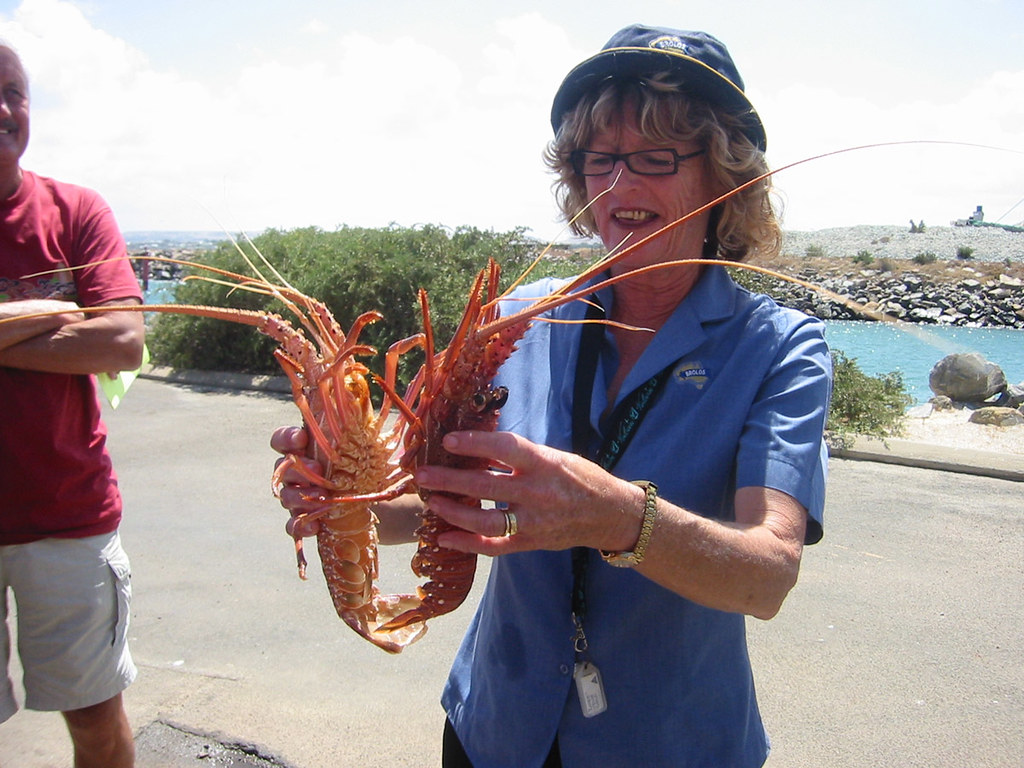 versieren opslaan adviseren How lobsters mate" | Day 3, Live Lobster Factory Tour. Clic… | Flickr