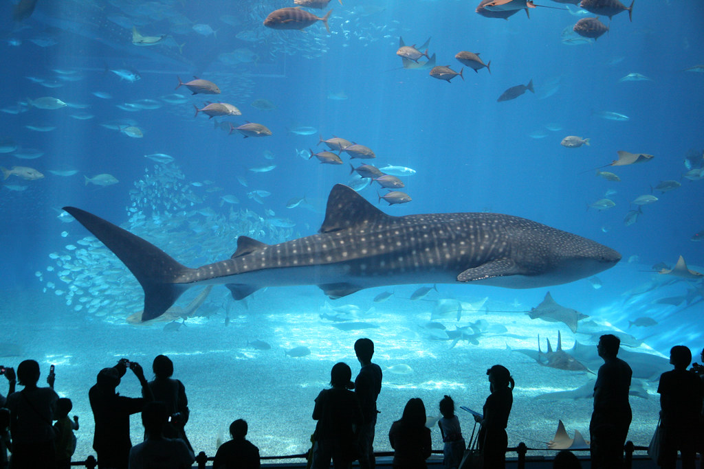 Okinawa Churaumi Aquarium. by Greg Miles