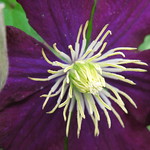 Clematis / クレマチス