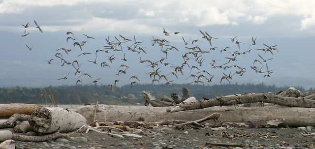 Birds on Dungeness Spit
