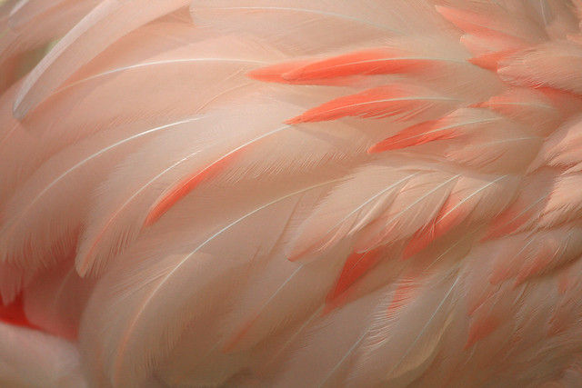 Feather details