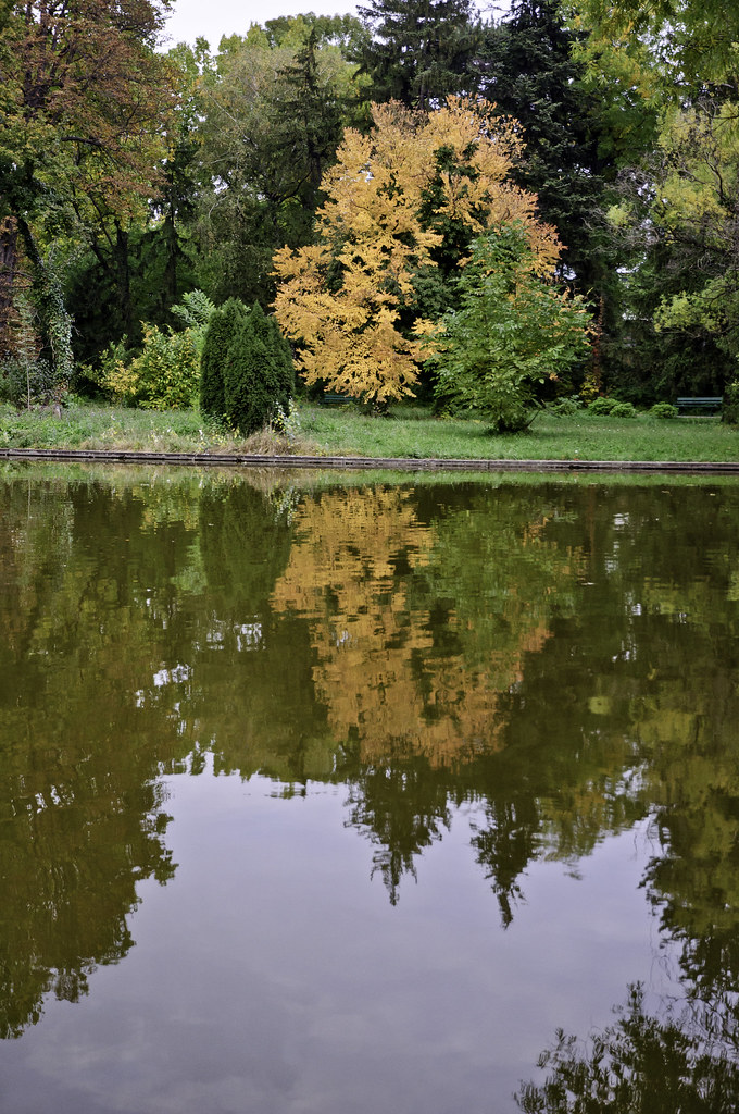 Bright orange tree reflected into lake | Tree with brightly … | Flickr