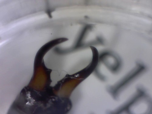 microscope earwig pincers | damianpenney | Flickr