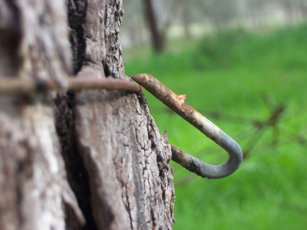 When Trees Fight Back | This fence was wrapped around a red … | Flickr