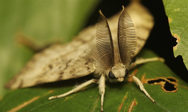 Male Gypsy Moth