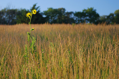 Compass Plant by bburnett71, iowa prairie compassplant