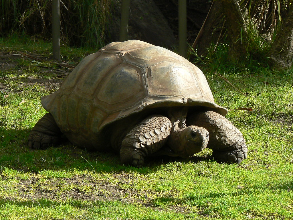 Слоновая черепаха относится к отряду. Галапагосская черепаха. Слоновая черепаха. Слоновая черепаха. Островов Альдабра. Гигантская черепаха Альдабра.