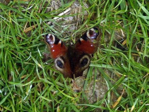 Peacock butterfly Goring Circular (via Moulsford)