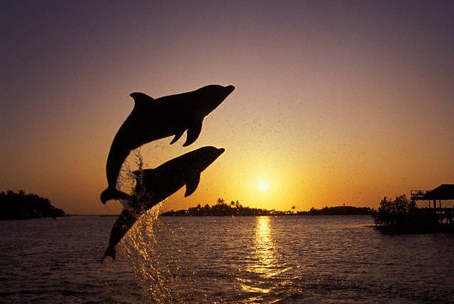 leaping_dolphins