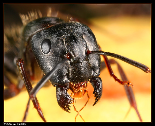Ant Portrait