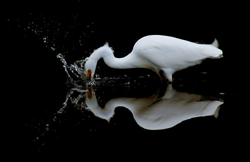 california reflection bird nikon surreal lagoon egret rincon snowyegret birdwatcher egrettathula egretta rinconpoint d700 naturewatcher 1on1avianphotooftheweek naturesgreenpeace 1on1avianphotooftheweekjanuary2011