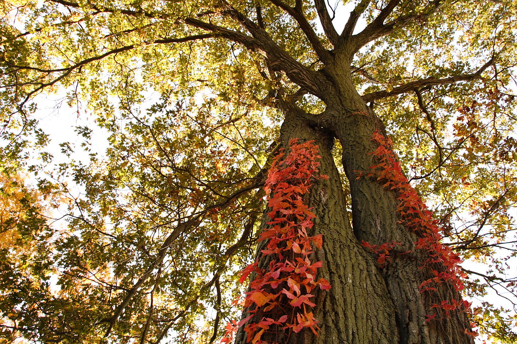 Love Tree Real Love Trees | Came across this very interesting couple out at… | Flickr