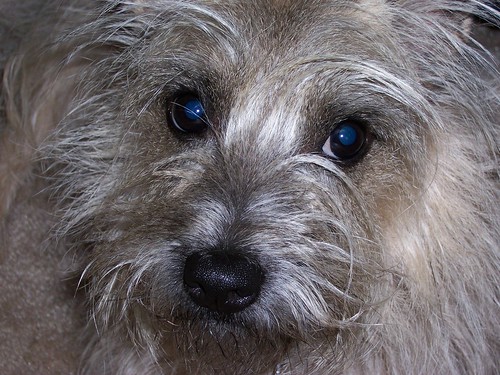P.D. ("Puppy Dog") - Cairn Terrier