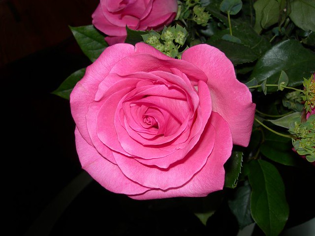 Rose-1