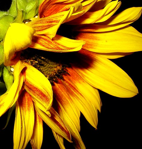 Sonnenblume | by karin_b1966