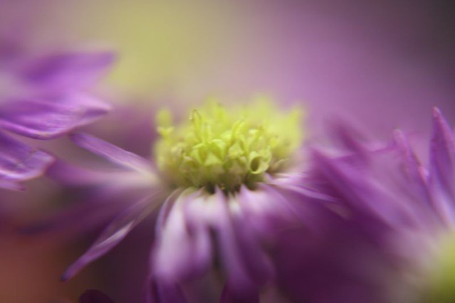 Flower Art Purple