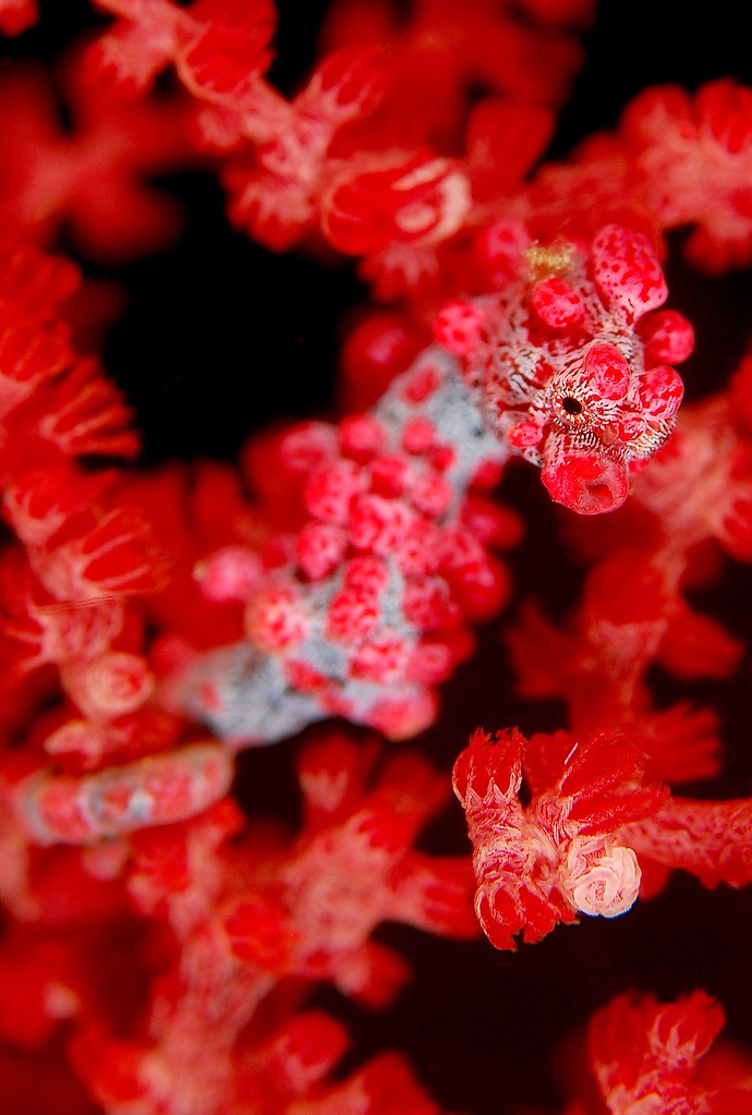 Pygmy Seahorse by JennyHuang