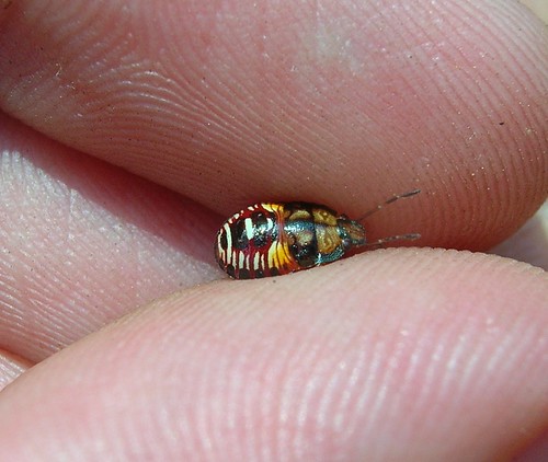 stinkbug nymph | by tsireldi