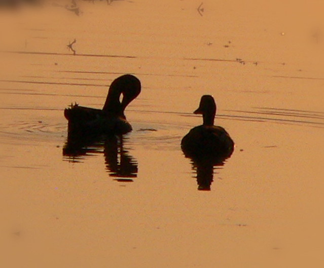 sepia sunrise, with ducks