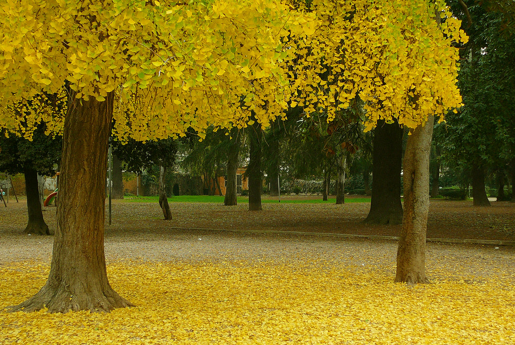 Sotto l'albero:...c'è un tappeto giallo