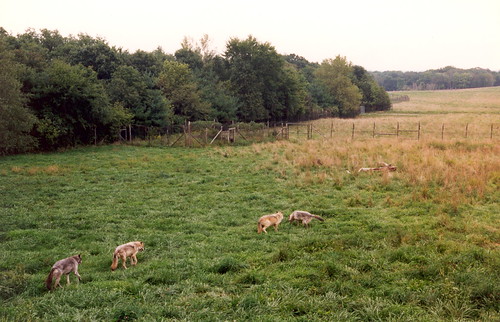 illinois wolf 1997 prairie wolves peoria wildlifepriairiepark