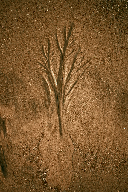 Sand Tree