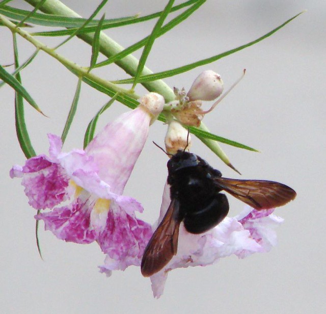 black bumblebee on desert willow