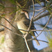 Flickr photo 'Gray Flycatcher (Empidonax wrightii)' by: almiyi.