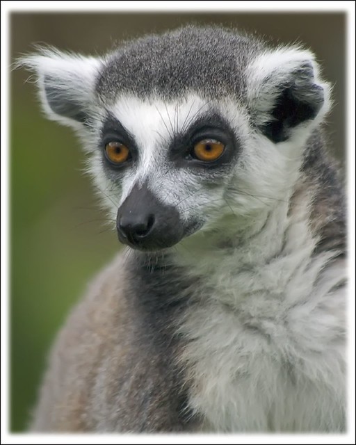 Ring Tailed Lemur (Lemur catta)