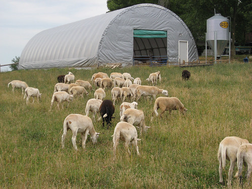 animals sheep farm pasture lambs grazing katahdin hoophouse