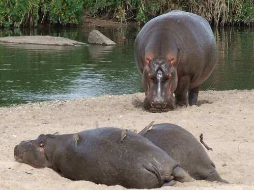 Maasai Mara National Reserve - Keekerok Lodge hippo pool