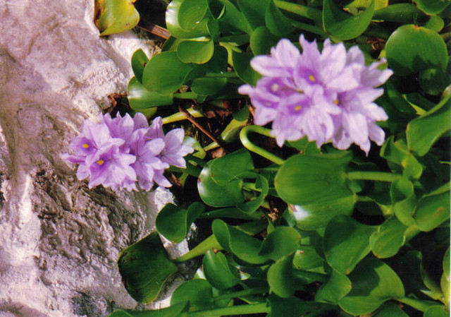Flowers in Bermuda