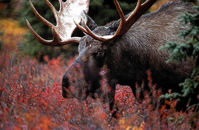 Image286-Denali Moose