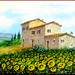 Sunflowers Siena