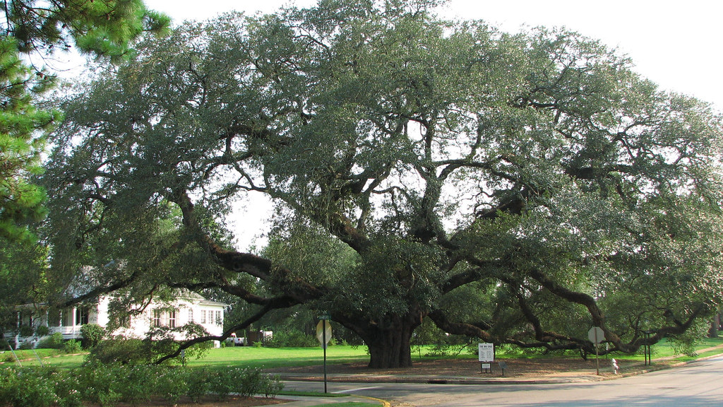 The Big Oak Tree