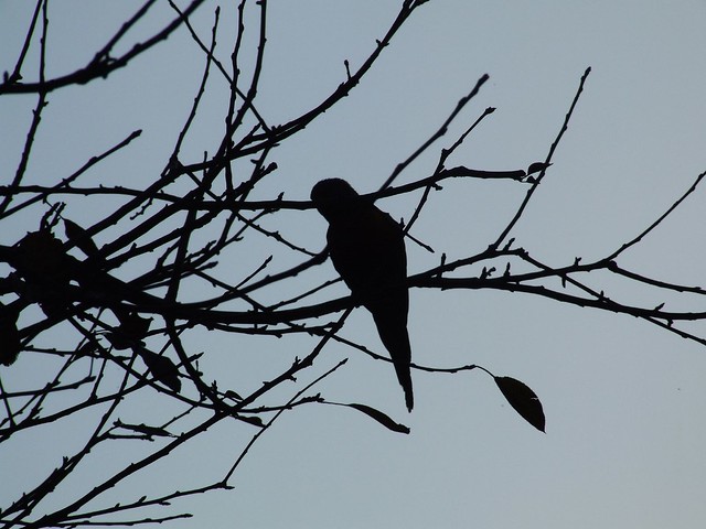 Rainbow Lorikeet in a tree - silhouette against blue sky in the late afternoon