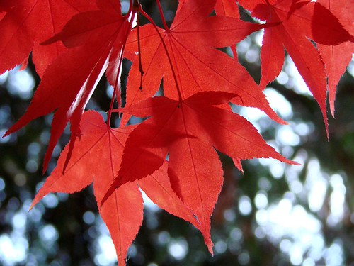 Maple | by edgeplot