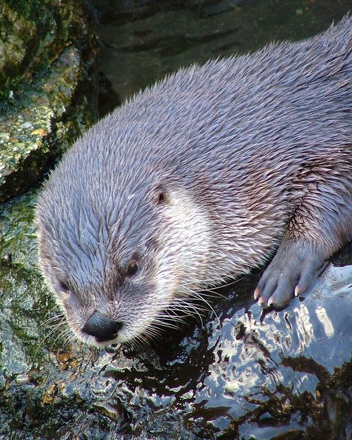 Mole Hall - Wildlife Park - England - Otters - October 29th 2006