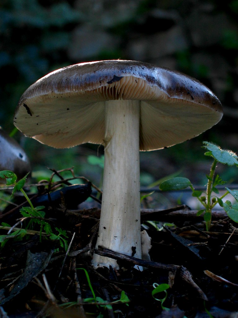 Gilled mushroom by macropoulos