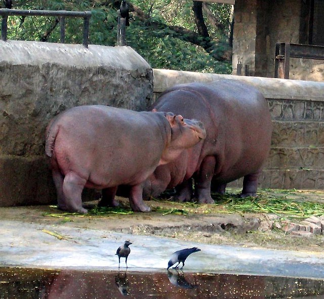 Hippos, Delhi Zoo