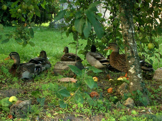 Ducks sitting by while we're having lunch