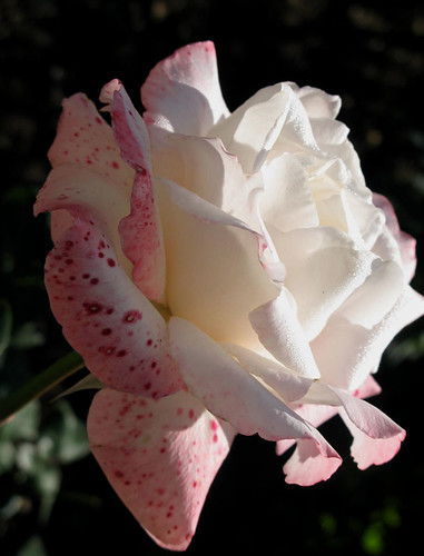flowers españa rose wow dewdrops spain