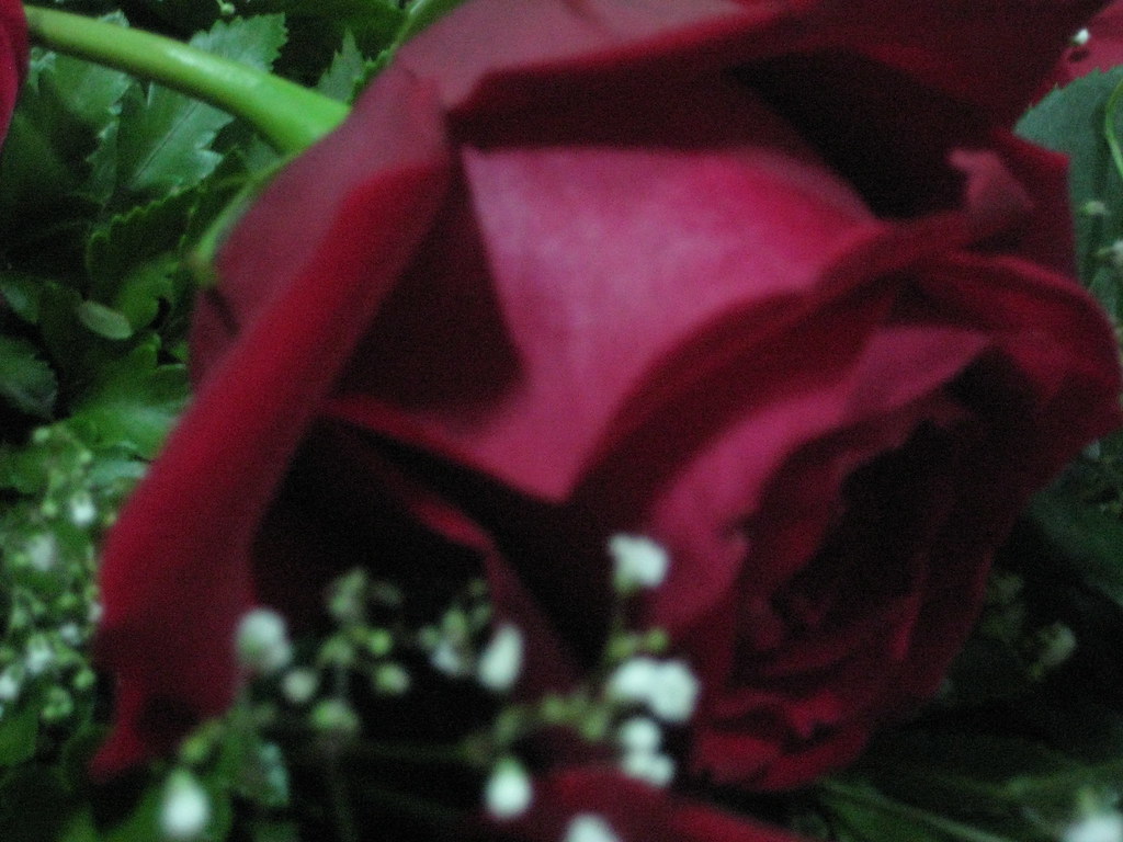 وردة حبيبي وردة حبيــبي كلها حب واحس Flickr
